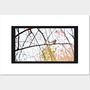 Black Capped Chickadee Posters and Art